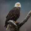 matthewtoscano8 - @matthewtoscano8 - TikTok
