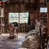 Matthew Towns - @matthew.towns - TikTok