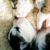 Mathew trew - @huskylover62 - TikTok