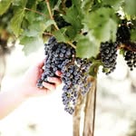 Matthews Vineyards - @matthews_vineyards - Instagram