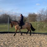 Matthew Weeden - @matthew_equestrian - Instagram