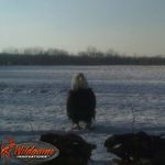 Matthew whaley - @trailcam_photography - Instagram