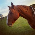 Matthew  wipf - @cowboy2788 - Instagram