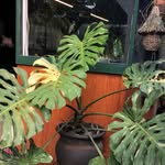 Matthew Work | Arts & Plants - @matthew_indonesia - Instagram