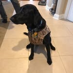 Matthew Zelinski - @huntpups - Instagram
