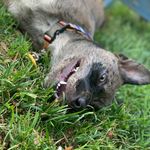 Matt Dotson - @callie_does_bristol_423 - Instagram