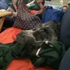 Mattie - @mattiethedoglover - TikTok