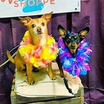 Mattie & Murphy - @m_and_m_life_forever - Instagram