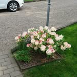 maud johansson - @maud9856 - Instagram
