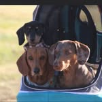 Maude, Reginald & Bruce - @maudeandreggiethesausages - Instagram