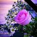 Maura Lima - Facebook