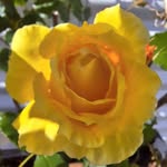 Maureen Andrews - @maureenandrews6263 - Instagram