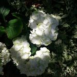 Maureen Barron - @elizabeth.barron1812 - Instagram