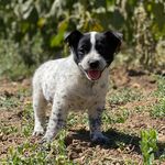 Maureen Bender Levandowski - @lulu.theblueheeler - Instagram