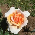 Maureen Bowman - @maureenandmax - Instagram