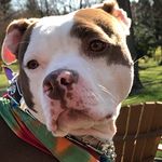 Ellie Pit Dogger - @maureen_breen - Instagram