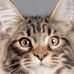 Maureen Bumgarner - Facebook
