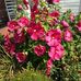 Maureen Murtha Canning - Facebook