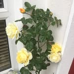 Maureen Conneely - @maureen_conneely - Instagram