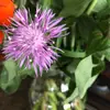 Maureen Corcoran - @gardening190 - TikTok