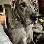 Maureen Delaney Banta - @cataddictanon - Instagram