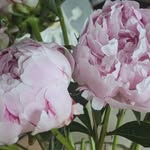 Maureen Donald - @mofrancesrush - Instagram