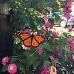 Maureen Mcdowell - @maureen.mcdowell63 - Instagram