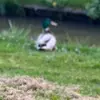 Maureen de Heer:) - @maureen.de.heer - TikTok