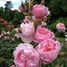 Maureen Ellis - Facebook