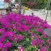 Maureen Fields Blooms - @maureen.fields.bl - TikTok