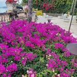 Maureen Fields Blooms - @maureenfields90 - Instagram