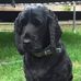 Maureen Thorpe Pet Memorials "Farewell my friend" - Facebook