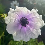 Maureen (Scott) Greaney 🌸 - @gardening_with_mo - Instagram
