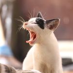 Maureen Ingram - @nationcatstoday - Instagram