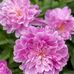 Maureen Johnston - Facebook