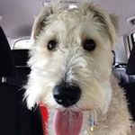 Maureen Johnston - @maureenjohnston43 - Instagram