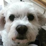 Maureen Johnston - @maureenjj56 - Instagram