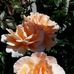 Maureen Kelling - Facebook