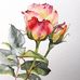 Maureen Knight - Facebook