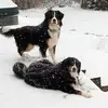 Maureen Lafferty - @maureen.lafferty2 - TikTok