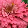 MaureenLassie - @maureenlassie - TikTok