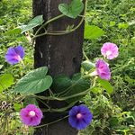 Maureen Leach - @maureenleach37 - Instagram