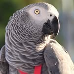 Maureen Lyons - @agilityacres123 - Instagram