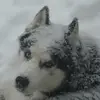 maureenmarcoux5 - @maureen.marcoux - TikTok