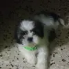 Maureen Matos - @maureen.matos - TikTok