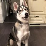 Maureen Meyer - @milan_husky26 - Instagram