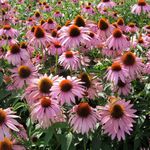 Maureen McAlpin Moreau - @maureen.moreau.1232 - Instagram