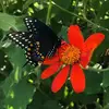 Maureen Moreau250 - @user7774640731517 - TikTok