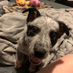 Jessica Maureen Mueller - @fletcher_bhodie - Instagram