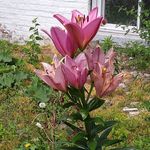 Maureen Nash - @maureen.nash.543 - Instagram